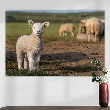 Kann ich auf dem Bild sein? - Texel-Lamm