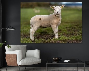 Photoshoot 01 lamb Texel by Texel360Fotografie Richard Heerschap