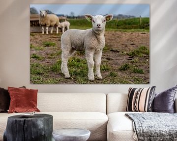 Photoshoot 02 lamb Texel by Texel360Fotografie Richard Heerschap