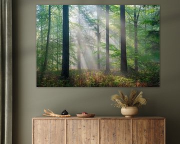 Fairytale forest