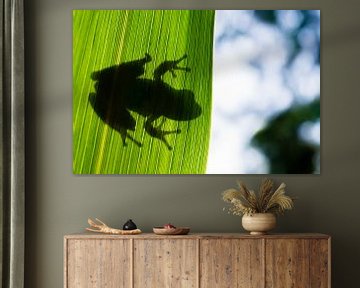 Mediterranean tree frog behind a leaf by Ronald Zimmerman