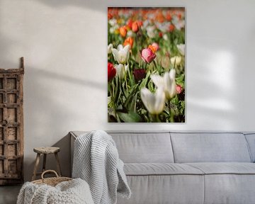 Rosa und weiße Tulpe in einem bunten Tulpenfeld von Robin van Steen