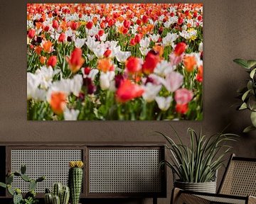 Ein buntes Tulpenfeld in der Sonne von Robin van Steen