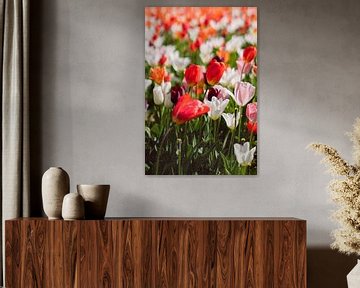 Rode tulpen in een kleurrijk tulpenveld van Robin van Steen