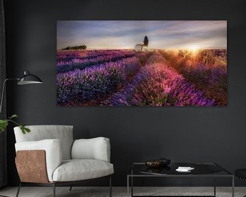 Lavendelfeld in der Provence in Frankreich im Morgenlicht. von Voss Fine Art Fotografie