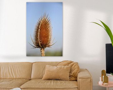 Verdroogde distel in portrait van Peter Mooij