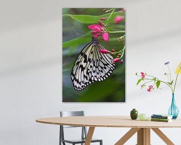 Schmetterling auf einer Blüte von Anja B. Schäfer