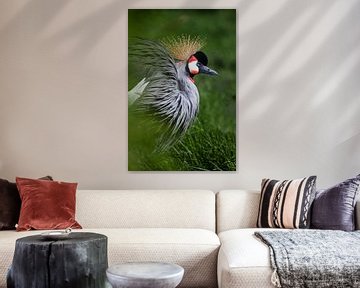 Gekroonde kraanvogel schoonheid loom halfgesloten ogen groene achtergrond