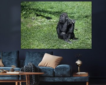 Interrogatively anxious look of cute baby gorilla on bright green grass by Michael Semenov