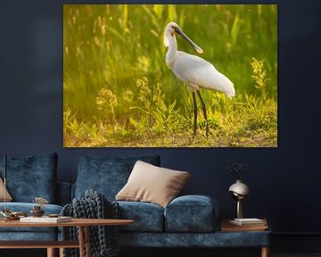 Eurasian Spoonbill during a beautiful springtime evening by Sjoerd van der Wal Photography