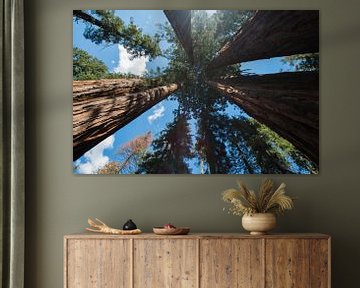 Sequoia Nationaal Park van Nicolas Ros