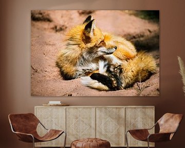 Red Fox in Bearizona Wildlife Park by Nicolas Ros