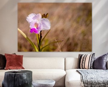 Orchid in a meadow