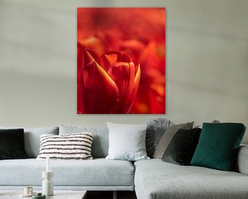 Rote holländische Tulpe Nahaufnahme von Michel Seelen