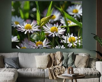 un groupe de magrites est en fleur dans l'herbe