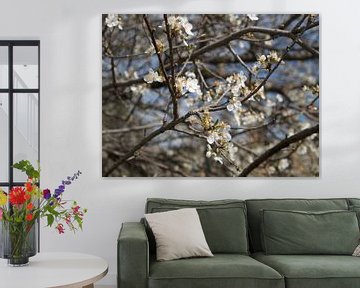 Weiße Blüte gegen einen klaren blauen Himmel von Evy Bakker