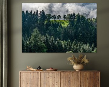 vue sur des arbres mystiques dans la forêt noire, en allemagne sur shot.by alexander