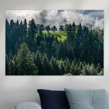 uitzicht op mystieke bomen in het zwarte woud, duitsland