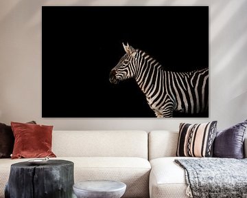 Zebra mit schwarzem Hintergrund von Lindy Schenk-Smit