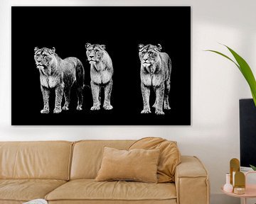 drie tijgers op een rij met zwarte achtergrond van Lindy Schenk-Smit
