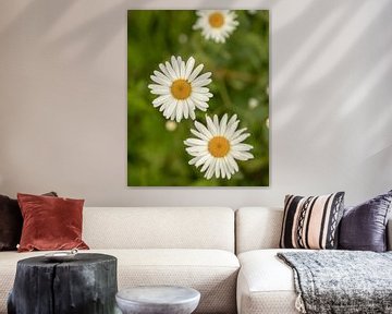 weiße Blumen von Stuart De vries