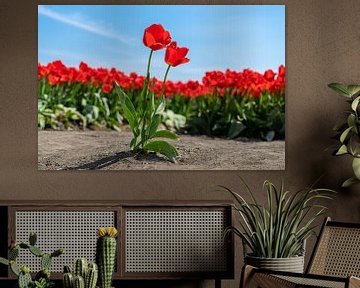 Tulpen uit Amsterdam van Henri Boer Fotografie