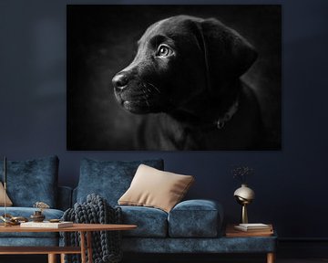 Labrador puppy James van EMVDS photography