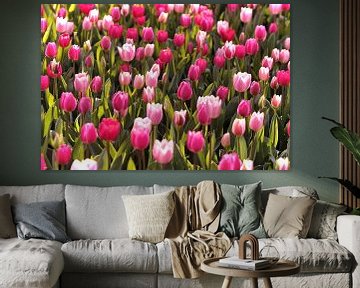 Mixed tulip field by Karel Ham