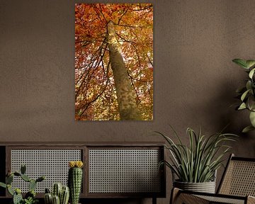 Baum in Herbstfarben | Baum im Herbst von Art Pictures by  Lotte