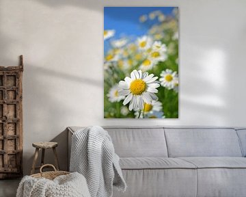 Champ de marguerites sur Art Pictures by  Lotte