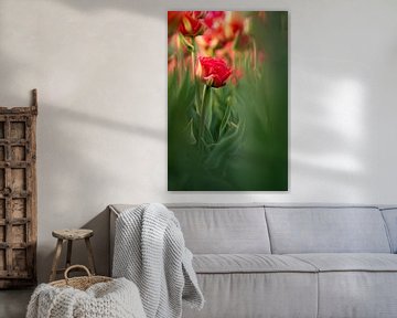 Mijn prachtige achtertuin | rode tulpen | Nederland