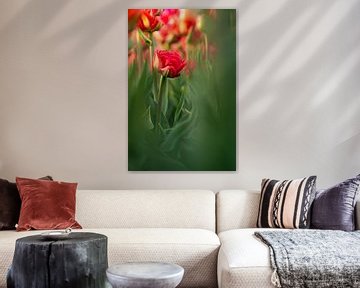 Mon beau jardin | tulipes rouges | Pays-Bas sur Mariska Scholtens