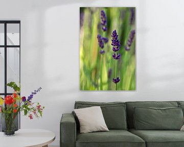 Lavender flowers by Anja B. Schäfer
