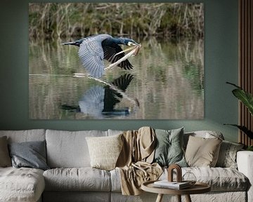 Cormorant flies with nesting material