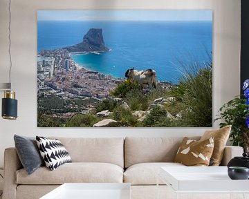 Billy goat looks at Calpe and the Mediterranean Sea