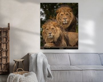 Two lions. van Wouter Van der Zwan