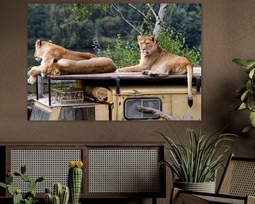 Leeuwen - Lions van Christine Vesters Fotografie