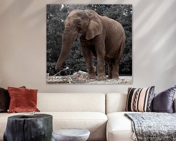 Olifant van Christine Vesters Fotografie