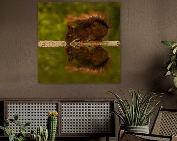 Trinkendes Eichhörnchen mit Reflexion. von Wouter Van der Zwan