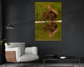 Etende Eekhoorn met weerspiegeling. van Wouter Van der Zwan