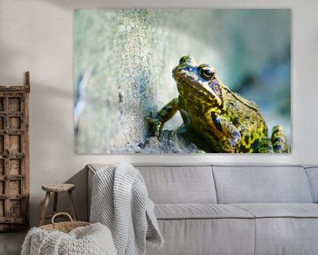 The frog by Niek Traas