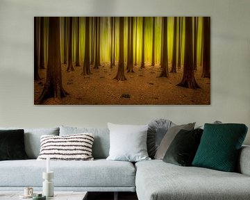 Lichtend bos van Piet Haaksma