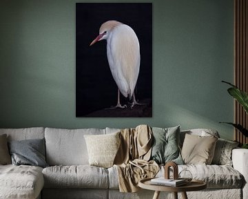 Chiseled Egyptian heron white graceful bird stands nose down on a black background by Michael Semenov