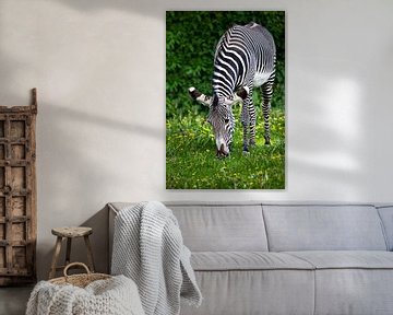 Saftiges Gras appetitlich zu essen gestreiften Pferd Zebra, Blumen blühen grünen Hintergrund von Michael Semenov