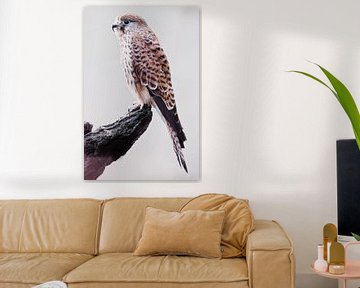 gyrfalcon sitting on a stump close-up white background by Michael Semenov