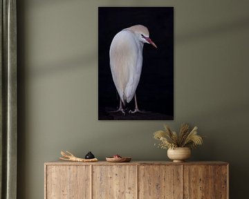 Turning over his shoulder, a dazzling = white Egyptian heron on a black background looks at you by Michael Semenov