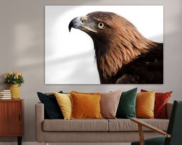 sharp beak of golden eagle on a white background on the right, white background by Michael Semenov