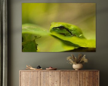 Tree frog in the sun by Stephan Krabbendam