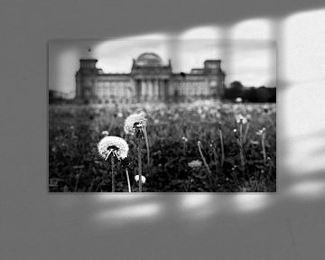 Pissenlits devant le bâtiment du Reichstag