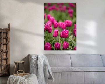 Paarse tulpen in een bloemenveld | fine art natuur foto | botanische kunst